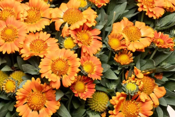 Planta de Gaillardia hybrida