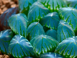 Planta de Haworthia cooperi