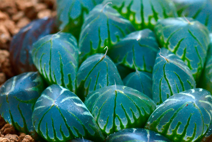 Planta de Haworthia cooperi