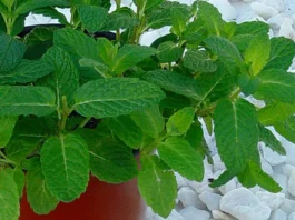 Planta de hierbabuena en maceta