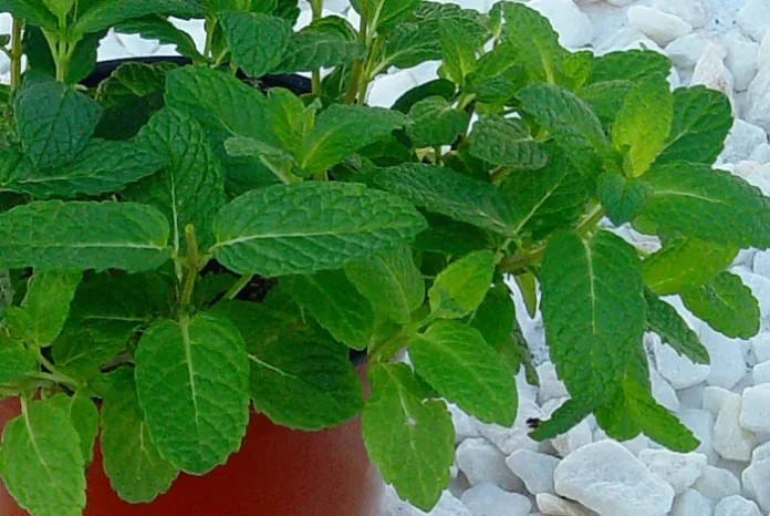 Planta de hierbabuena en maceta Planta de hierbabuena en maceta