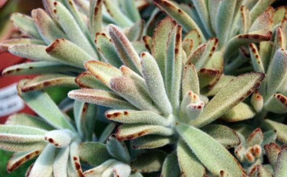 Kalanchoe tomentosa