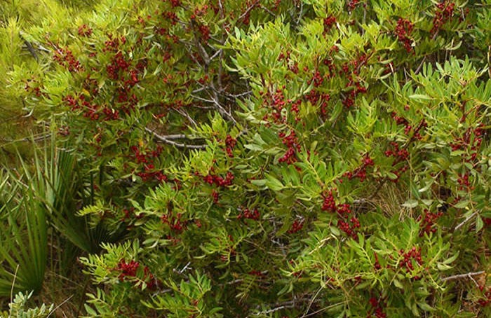 Pistacia lentiscus