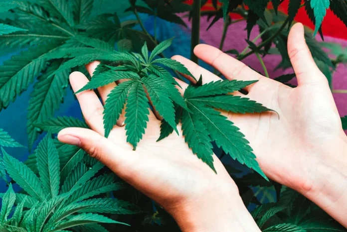 Planta de marihuana cultivada en casa