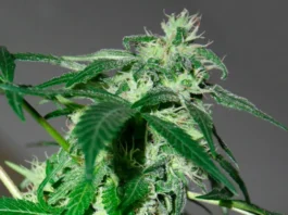 Planta de marihuana en floración