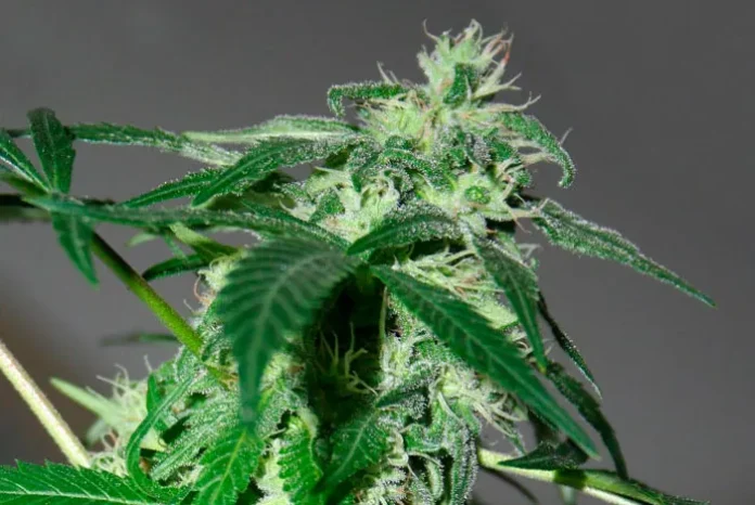 Planta de marihuana en floración