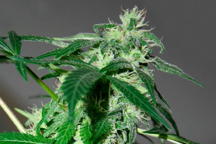 Planta de marihuana en floración