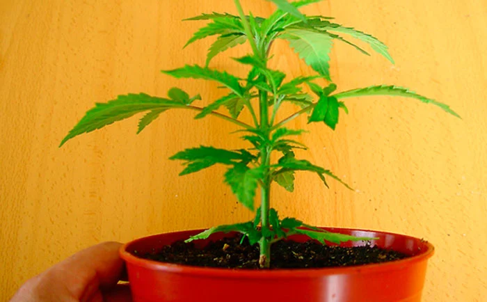 Planta de marihuana en maceta brotada