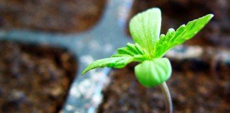 Sembrar semillas de Marihuana con éxito