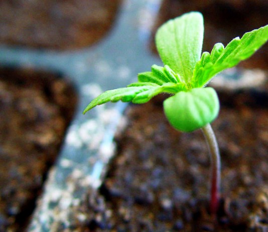 Sembrar semillas de Marihuana con éxito