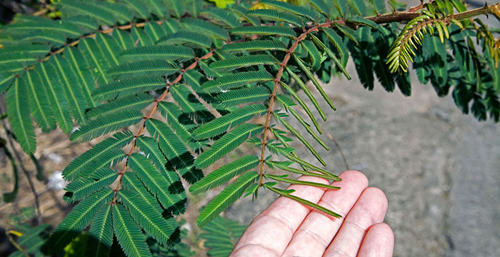 Planta de Mimosa pudica