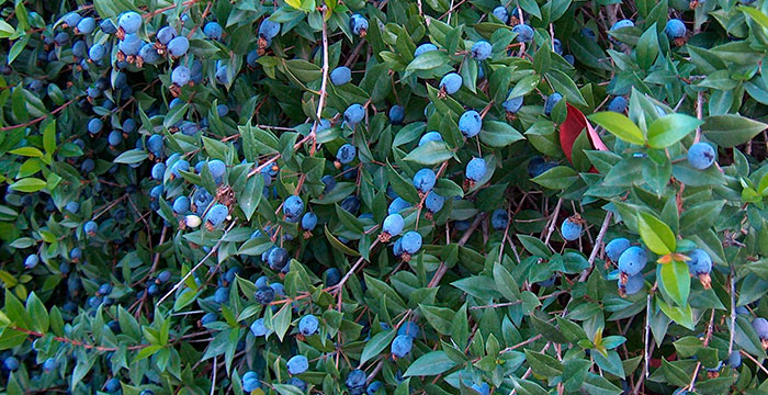 El mirto en jardinería