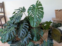 Planta de Monstera deliciosa en interior