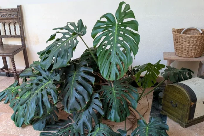 Planta de Monstera deliciosa en interior