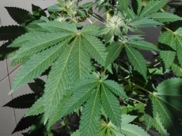 Planta de marihuana floreciendo en maceta