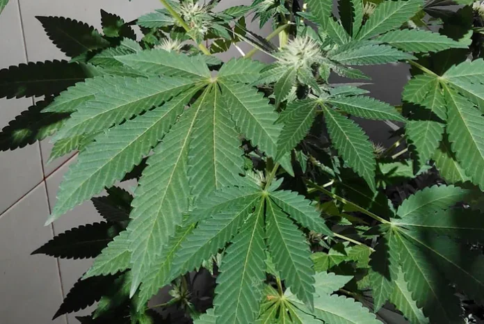 Planta de marihuana floreciendo en maceta