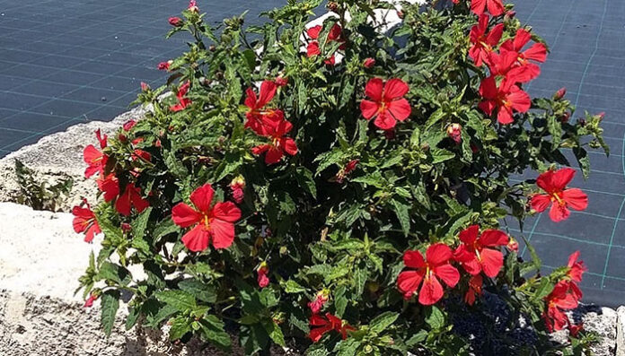 Pavonia missionum Revista de Flores, Plantas, Jardinería, Paisajismo