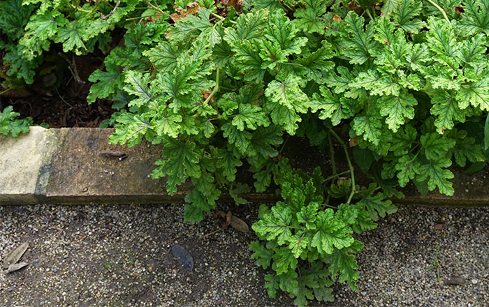 Plantas de Pelargonium quercifolium