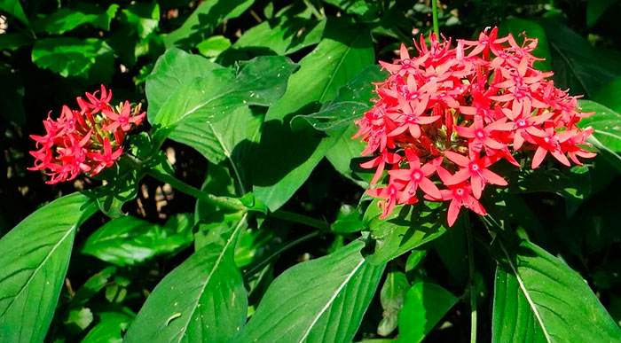 Planta de Pentas lanceolata