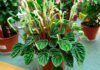 Planta de Peperomia caperata