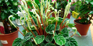 Planta de Peperomia caperata