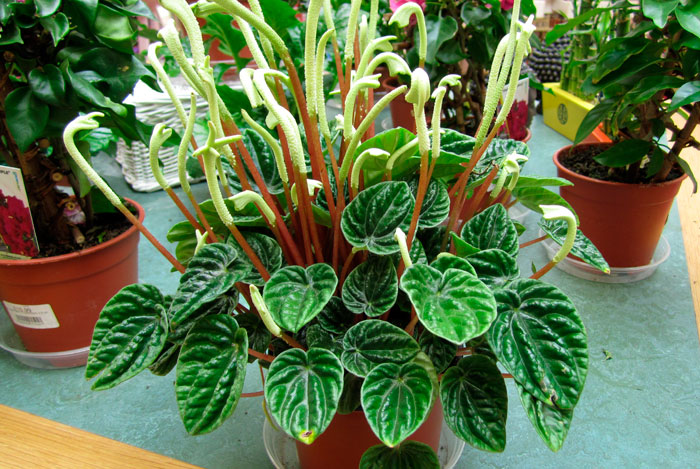 Planta de Peperomia caperata