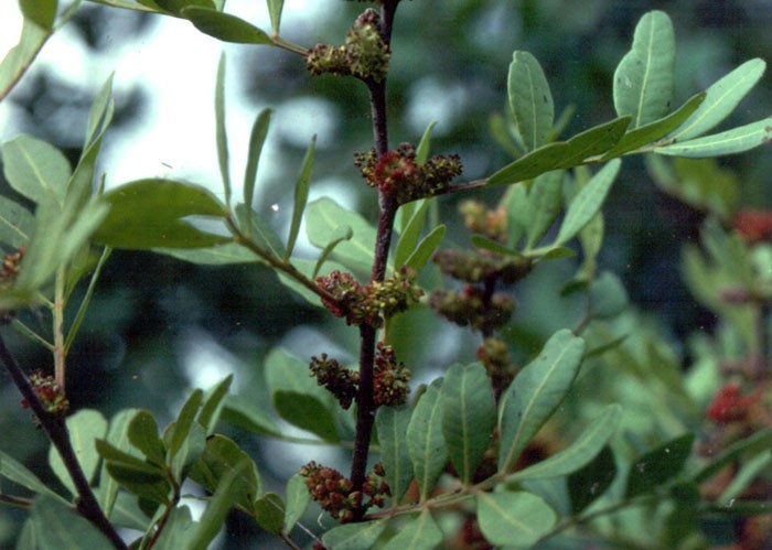 Pistacia lentiscus