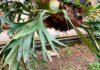 Planta de Platycerium alcicorne