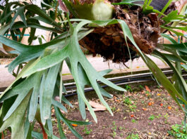 Planta de Platycerium alcicorne