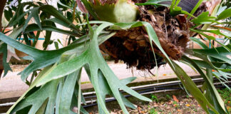 Planta de Platycerium alcicorne