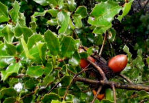 Planta de Quercus coccifera con bellotas