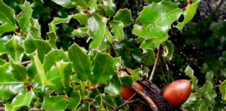 Planta de Quercus coccifera con bellotas