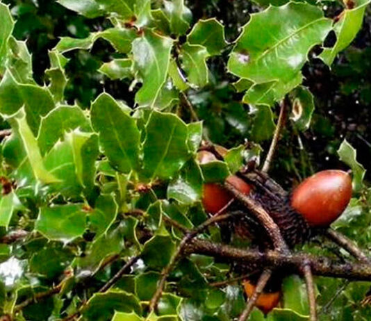 Planta de Quercus coccifera con bellotas