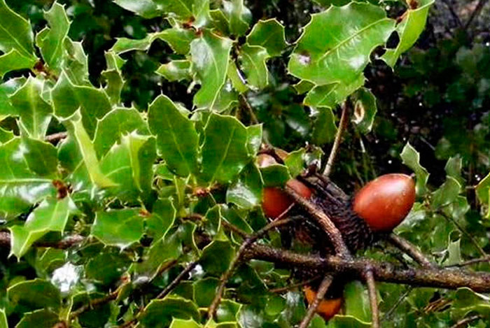 Planta de Quercus coccifera con bellotas