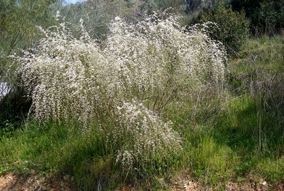 Retama monosperma o retama blanca