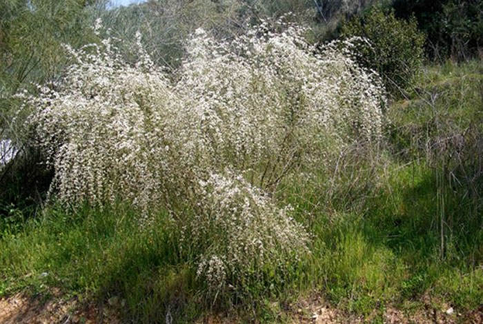 planta de retama monosperma blanca