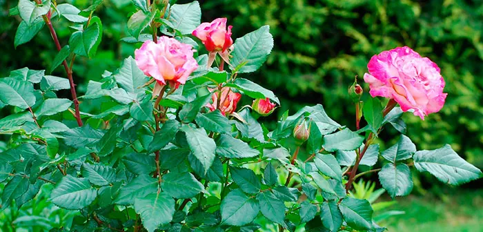 Planta de rosal en el jardín con flores