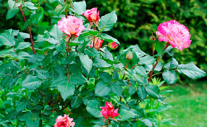 Planta de rosal en el jardín