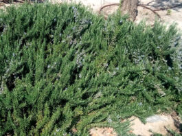 Rosmarinus officinalis prostratus