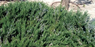 Rosmarinus officinalis prostratus
