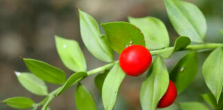 Planta de Ruscus aculeatus