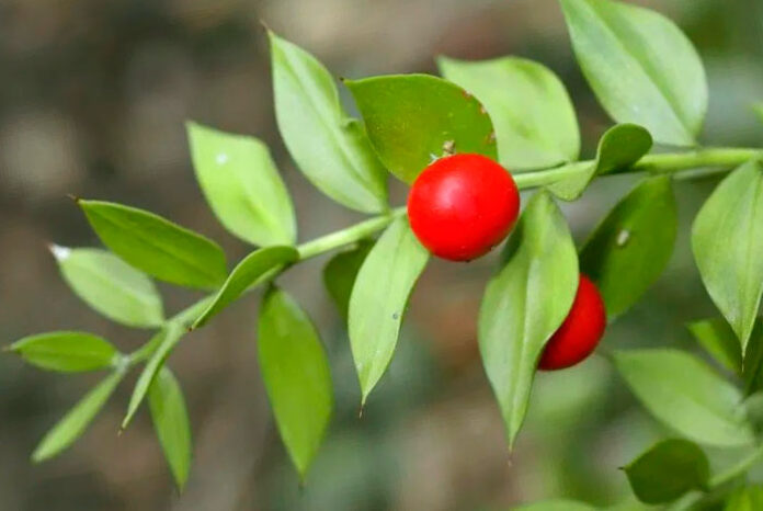 Planta de Ruscus aculeatus