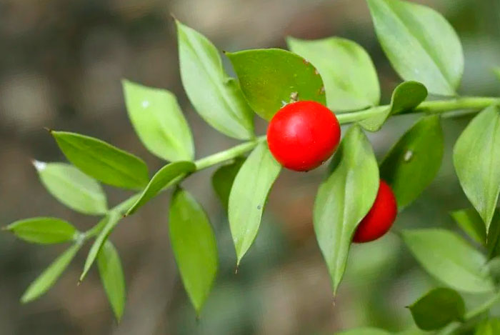 Ruscus aculeatus | Revista de Flores, Plantas, Jardinería, Paisajismo y  Medio ambiente