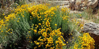 Planta de Santolina chamaecyparissus