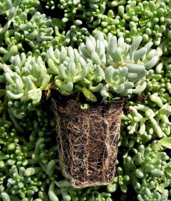 Planta de Sedum gypsicola