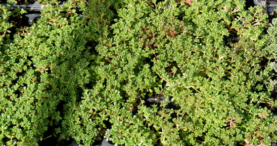 Plantas de Sedum oreganum