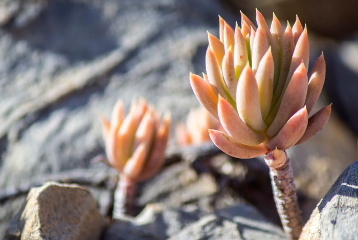 Planta de Sedum sediforme