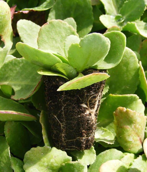 Sedum telephium