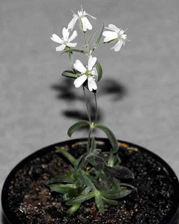 planta de siilene stenophylla