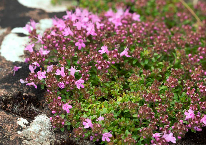 Planta de Thymus serpyllum